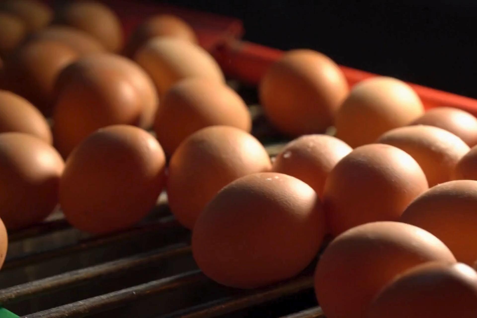 Kuluçkalık Yumurta