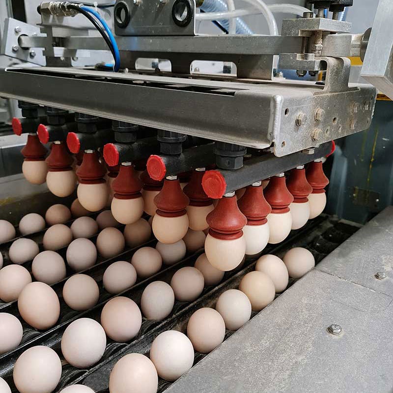 Garanti Tavukçuluk Etkinliğindeyiz